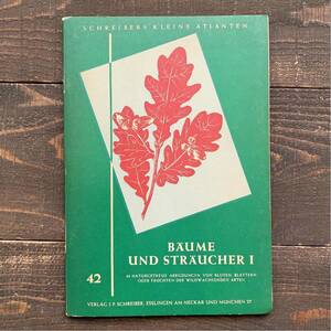 ドイツの古い植物図鑑(BAUME UND STRAUCHER I)/アンティーク ヴィンテージ ヨーロッパ 洋書 植物画 ボタニカルアート 花の絵 雰囲気◎/