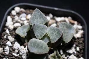 パープルピクタ　Haworthia　ハオルチア