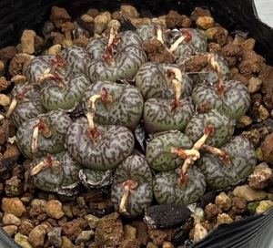 コノフィツム　Conophytum obcordellum “conspicuum” Holbak SH ③