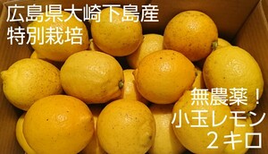 クール便【小玉】酸っぱいだけじゃない！甘味も感じる 農薬不使用レモン2キロ