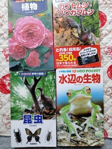 4冊セット ポケット図鑑　植物　カブトムシ　クワガタムシ　昆虫　水辺の生物