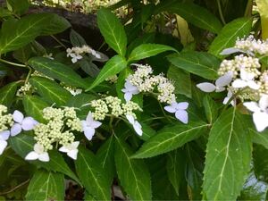 天城甘茶　610-4　可憐な白花　山あじさい　寒くなると落葉して茎だけになります　苔玉　盆栽　寄せ植え　アマチャ　甘茶