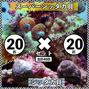 【各20匹 合計40匹】シッタカ貝×スーパーシッタカ貝　コケ取り貝セット　海水魚　生体