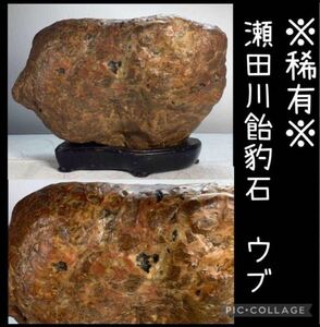 【信濃美術石博物館】稀有 水石 盆栽 瀬田川飴豹石 ウブ 横21×高17×奥行11.5(cm) 5.86kg骨董盆石古美術鑑賞石観賞石太湖石中国古玩 3938