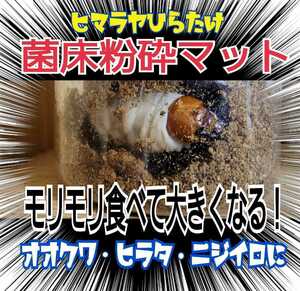 オオヒラタケ菌床粉砕クワガタマット【2L】幼虫が大きくなる！瓶やプリンカップに詰めるだけ！菌糸瓶より経済的です！オオクワ、ヒラタに