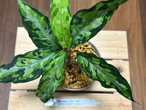 TZ便 Aglaonema pictum Aceh Selatan Sumatra T-3583-J アグラオネマ