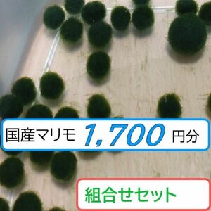 【国産まりも1,700円分】混植可能 シダ リベラソイル ブセファランドラsp.西カリマンタン