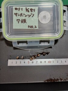 2セットのみ出品　サンボンヅノカブト 幼虫7頭（保証なし）No.2 5/4割　サンボンツノカブト　。