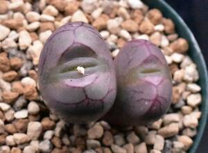 コノフィツム　Conophytum marnierianum 大型円空　S.Hammer マルニエリアナム　ハマー　おおがたえんくう