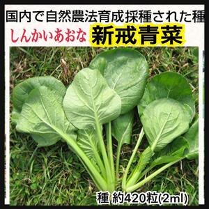 【新戒青菜（しんかいあおな）】国内産 野菜のタネ 在来種 自然農法 家庭菜園