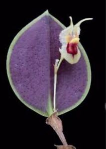 Lepanthes caloura レパンテス原種南米ミニチュアランパルダ 原種 洋蘭 洋蘭原種