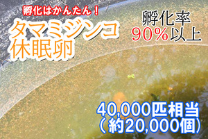 【速達レターパックライト送料無料】タマミジンコ　休眠卵 40,000匹相当（約20,000個）耐久卵　メダカ　餌　ミジンコ　稚魚　上陸　ヤモリ