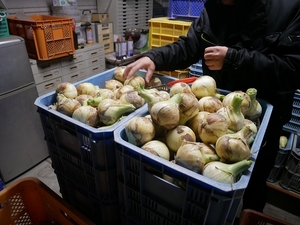 淡路島産 玉ねぎ 自然が生んだ濃厚な甘み B品3kg