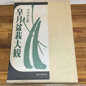 BC21【本】皐月盆栽大観　小川由太郎　誠文堂新光社　昭和49年