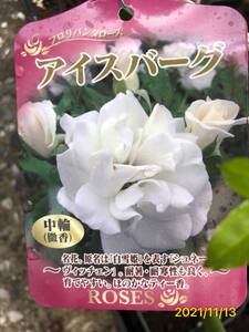 6341　　アイスバーグ★四季咲き中輪★絶え間なく、沢山咲く★6号大苗