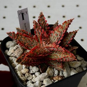 アロエ 実生 ハイブリッド 多肉植物 Aloe hybrid 97