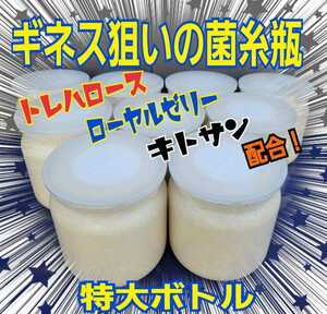 極上菌糸瓶1500ml【2本】ギネス狙えます！トレハロース、ローヤルゼリー、キトサンなど特殊アミノ酸配合！ヒマラヤひらたけの一番菌で作成