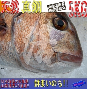 お刺身用、巨大「天然真鯛3-5kg」代引き発送（不定貫 キロ売り） 隠岐島産、とれたて直送!!