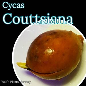 サイカス・コッチアーナ 発根種子×1【ブルー葉ソテツ】Cycas couttsiana