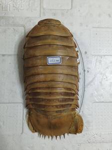 標本 大王具足蟲 ダイオウグソクムシ bathynomis giganteas 262mm