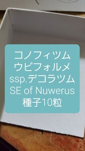 コノフィツム　ウビフォルメ ssp.デコラツム, SE of Nuwerus　種子10粒