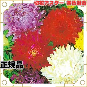 切花 アスター 20粒 種 ミックス 正規品 切り花 花壇 プランター 花 簡単 初心者 タネ たね 種子 豪華 八重咲 最高品種 秋まき 春まき