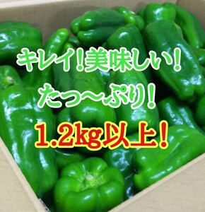 キレイ！美味しいピーマン！Lサイズ！1.2㎏以上！