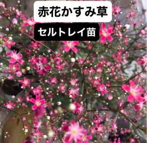 赤花かすみ草　セルトレイ苗2本