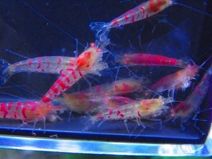 Golden-shrimp　　太極ベースゴールデンアイ　金目固定　20匹繁殖セット　発送日は金土日のみ