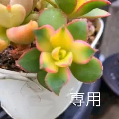 多肉植物  夕映え　カット苗