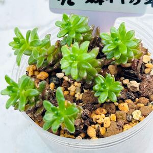 Y76 森村万年草 多肉植物 セダム