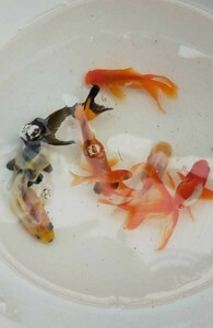 MIX金魚　50匹　金魚すくい用　ミックス金魚　