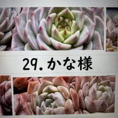 29.かな様