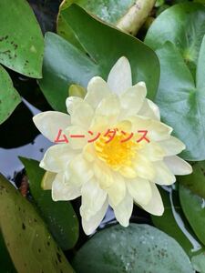 温帯性水蓮　睡蓮　初心者向け　花上がり良い ガーデニング 八重咲き