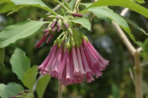 ★TO★花芽付き★イオクロマ ミニエンジェルストランペット　花芽付きの株　Iochroma cyaneum 