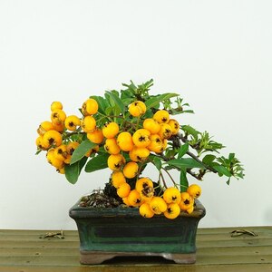 盆栽 ピラカンサ 樹高 上下 約9cm Pyracantha 実物 バラ科 常緑樹 観賞用 小品 現品