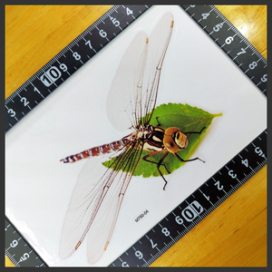 とんぼ 光沢ステッカー15x9(cm) D.Fly07　　 [●匿名配送● 蜻蛉 トンボ 昆虫 野生 自然 山 アウトドア]