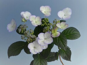 斑入(カラス葉)大輪 白弁青覆輪花 山アジサイ[黒紫無双]　A・珍品・花木・山野草