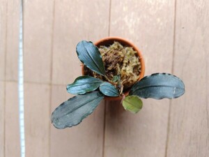 ブセファランドラ sp. ブラックスワン　Bucephalandra sp. Black Swan　水上葉