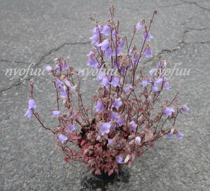 ∮ シンフィアンドラ ザンゼグラ 耐寒 宿根草 花壇苗 草花 地植え 鉢植え 庭植え ガーデニング