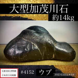 【信濃美術石博物館】 水石 盆栽 加茂川石 ウブ 横34×高17(cm) 14.26kg 骨董盆石古美術鑑賞石観賞石太湖石中国古玩 4152