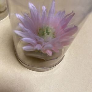 *帯飾り ピンク 花 和装 着物に*