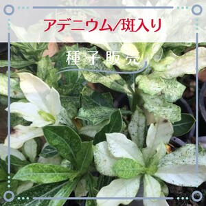 追跡番号付【種子販売】アデニウム/斑入り*種子2粒