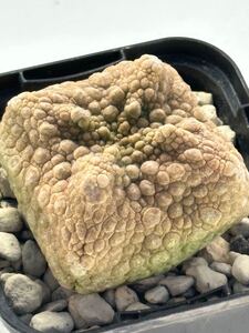 Pseudolithos cubiformis cv.dragon skin プセウドリトス クビフォルミス ドラゴンスキン 実生