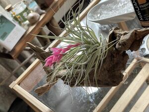 Tillandsia チランジア エアープランツ ！流木！一点物！！