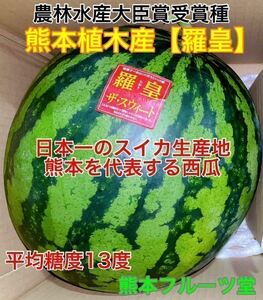 熊本産【羅皇】優品Mサイズ（1玉5〜6kg）熊本フルーツ堂45