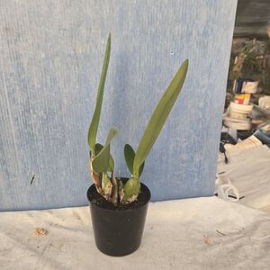 ◎洋蘭◎ カトレア　品種不明（L. rubescens ×？？？）