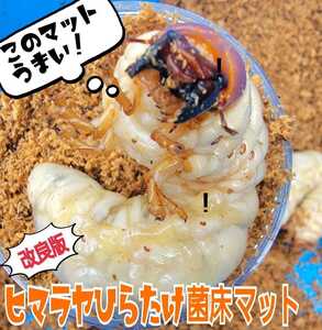 改良版！ヒマラヤひらたけ菌床クワガタマット【2L】瓶やプリンカップに詰めるだけ！オオクワ、ニジイロ、ヒラタ、ノコギリ幼虫がビッグに