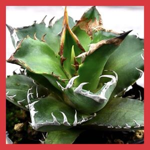 多肉植物 アガベ チタノタ レッドキャットウィーズル 赤猫 Agave titanota ‘Red Catweazle’ 管理番号1115