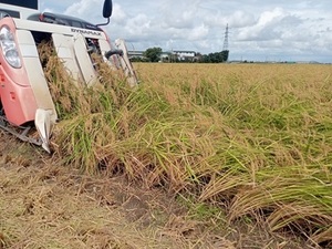 【令和6年産】新米 農薬約9割減 新潟県認証 特別栽培米こがねもち 玄米紙袋25kg